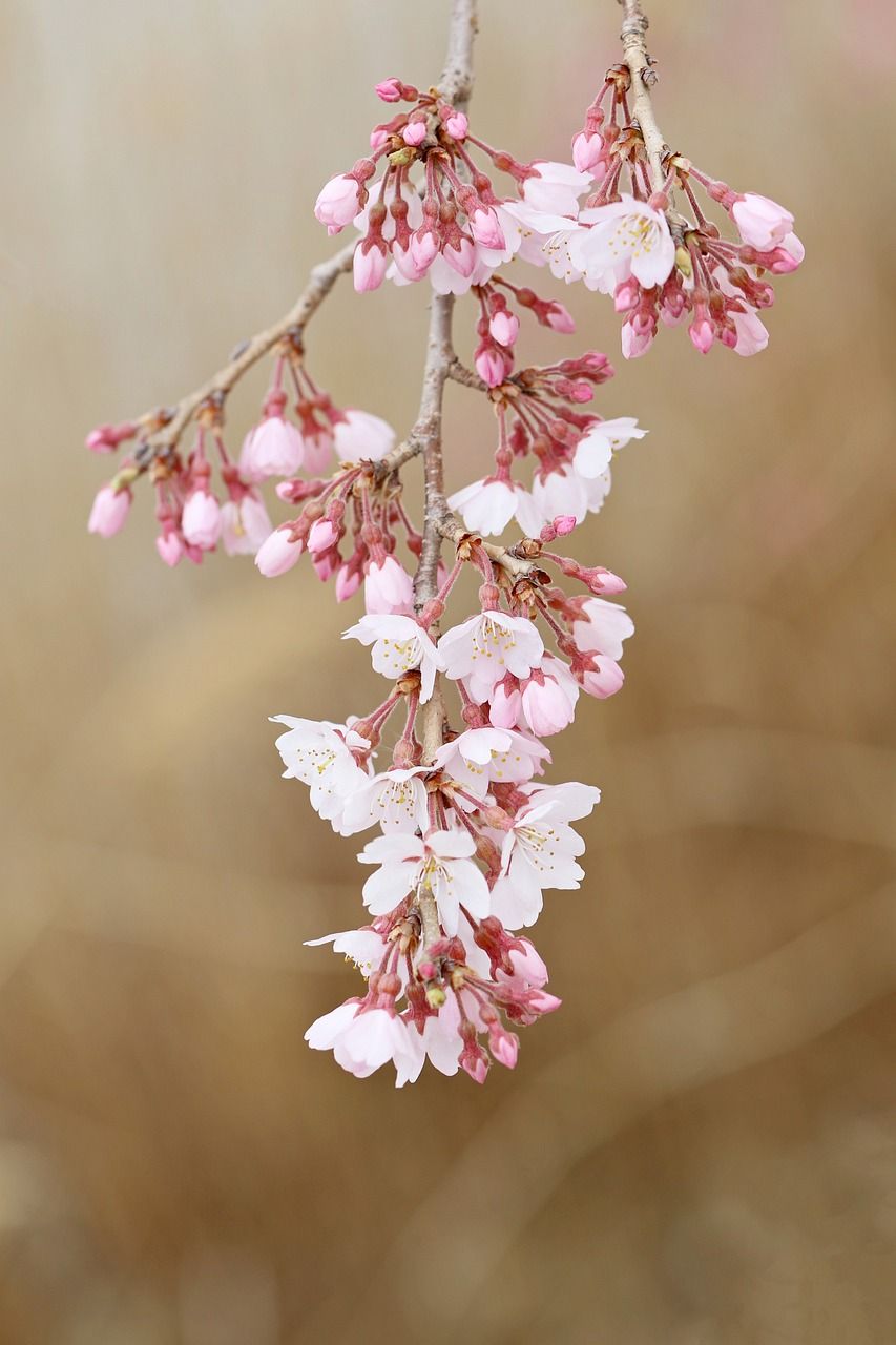 cherry-blossom-6147050_1280.jpg