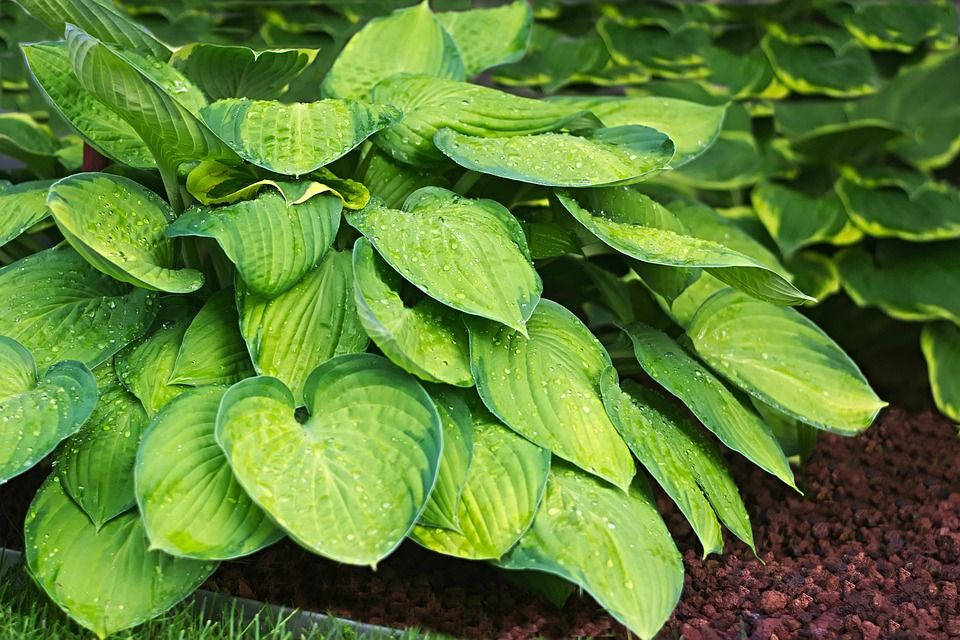 hosta.jpg