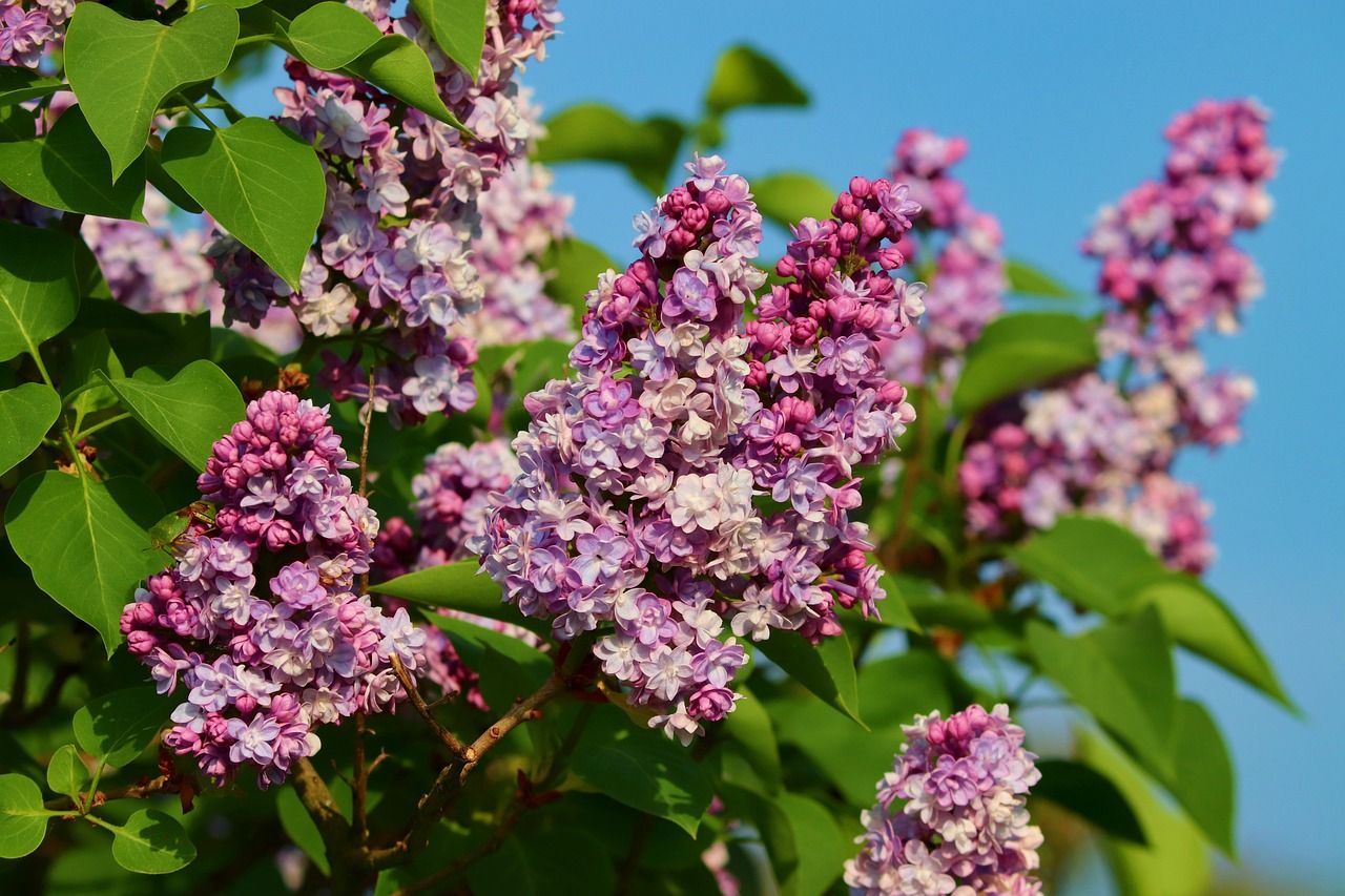 lilac-5092159_1280.jpg